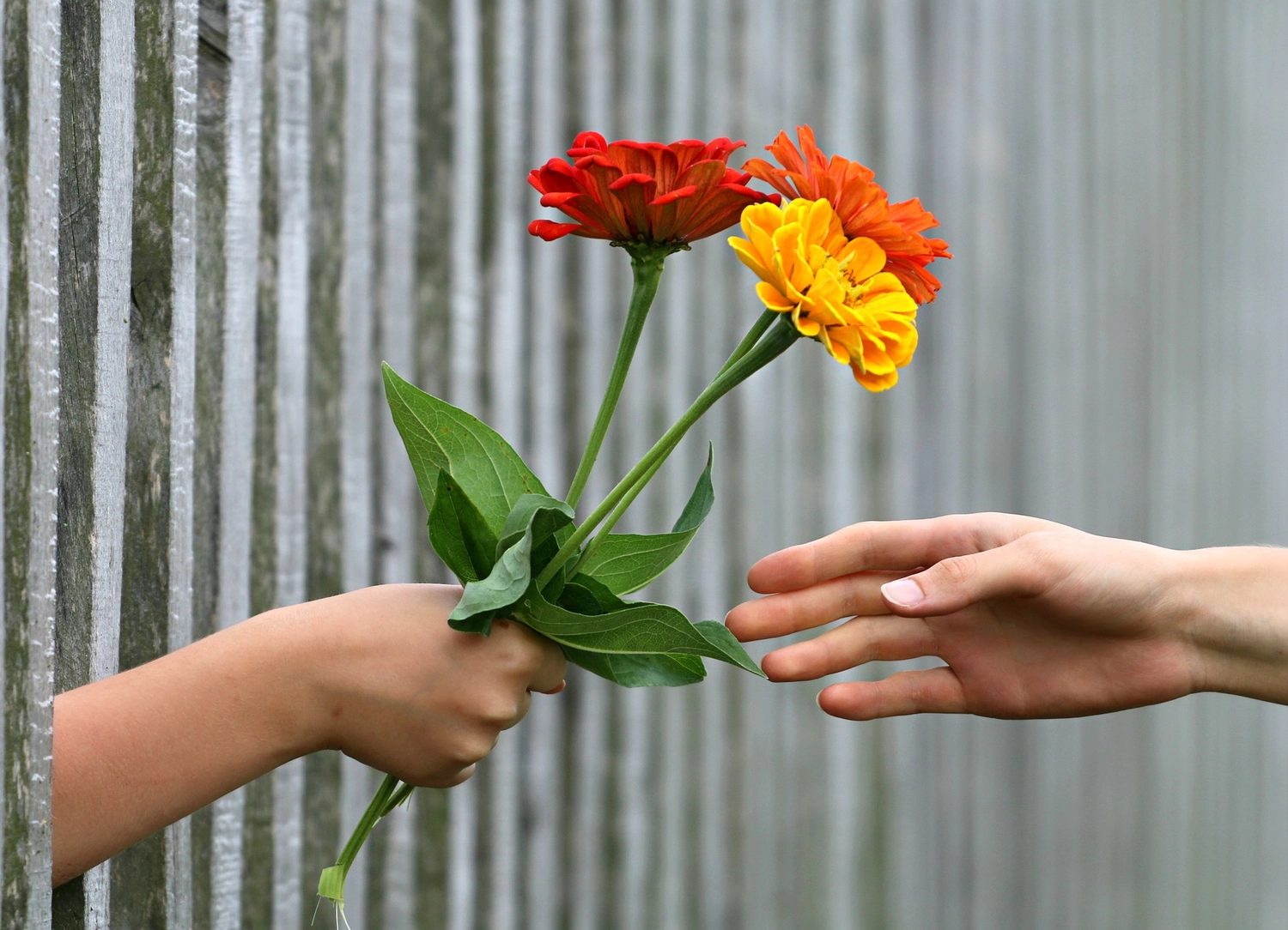 IK Consulting und Coaching – Menschen, die Blumen schenken
